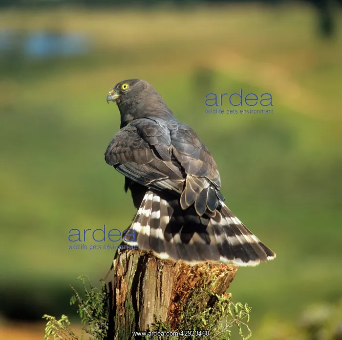  : Black Harrier