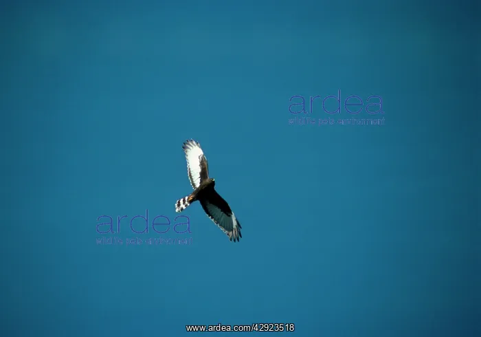 : Black Harrier - in flight : Black Harrier - in flight