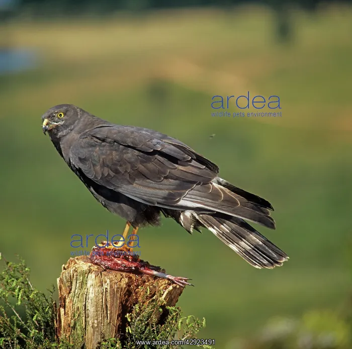 : Black Harrier - with kill : Black Harrier - with kill