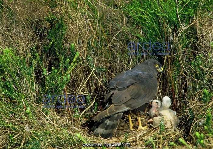 : Black Harrier - at nest with chicks : Black Harrier - at nest with chicks
