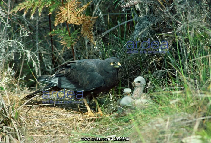 : Black Harrier - at nest with chicks : Black Harrier - at nest with chicks