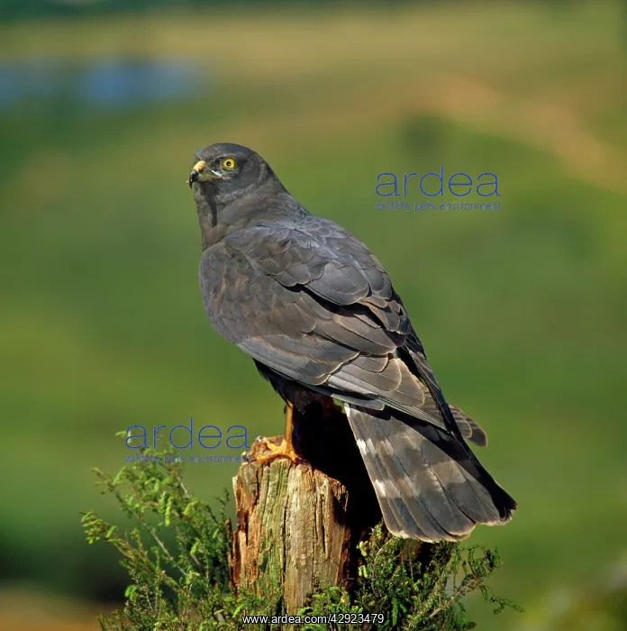: Black Harrier - perched on tree stump : Black Harrier - perched on tree stump