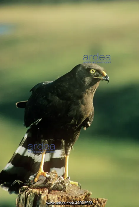 : BLACK HARRIER - WITH PREY : BLACK HARRIER - WITH PREY