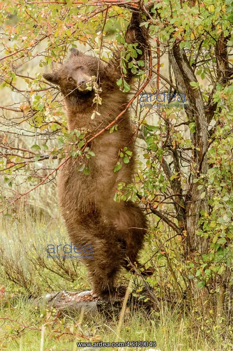 : Black Hawthorn : Black Hawthorn