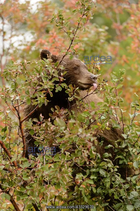 : Black Hawthorn : Black Hawthorn