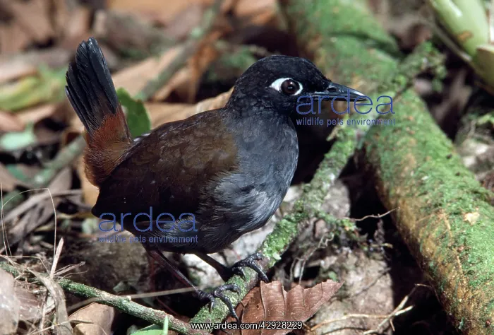 : Black-headed Antthrush : Black-headed Antthrush