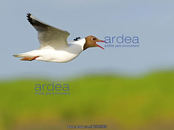 : Black-headed Black-headed Gull (Chroicocephalus : Black-headed Black-headed Gull (Chroicocephalus