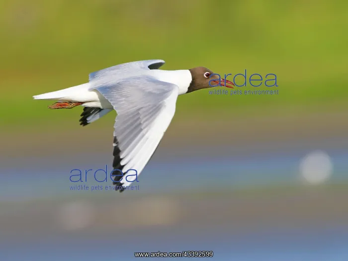 : Black-headed Black-headed Gull (Chroicocephalus : Black-headed Black-headed Gull (Chroicocephalus