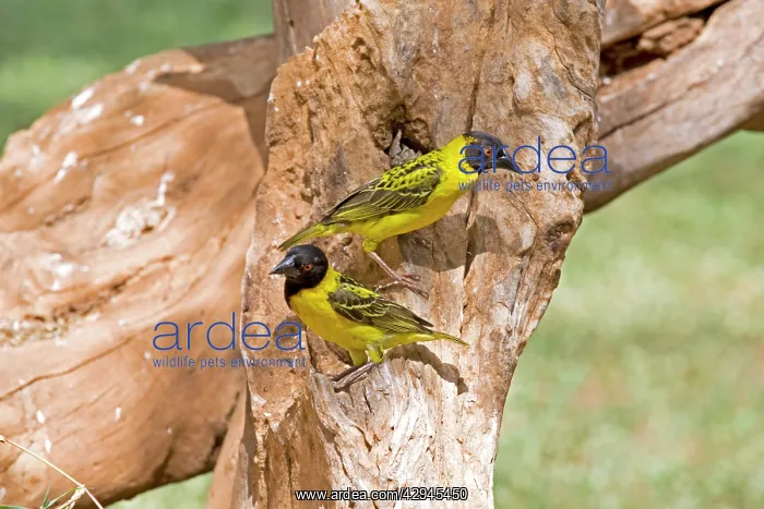 : Black-headed Buffalo Weavers - On tree stump : Black-headed Buffalo Weavers - On tree stump