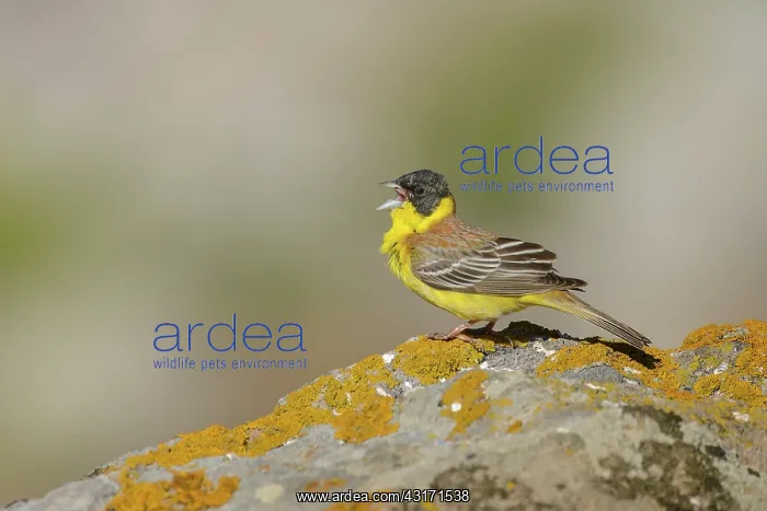 : Black-headed Bunting : Black-headed Bunting
