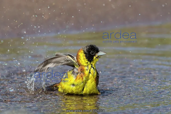 : Black-headed Bunting : Black-headed Bunting