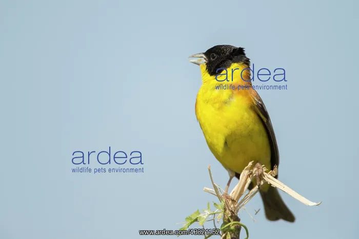 : Black-headed Bunting : Black-headed Bunting