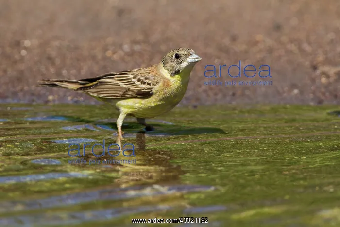 : Black-headed Bunting : Black-headed Bunting