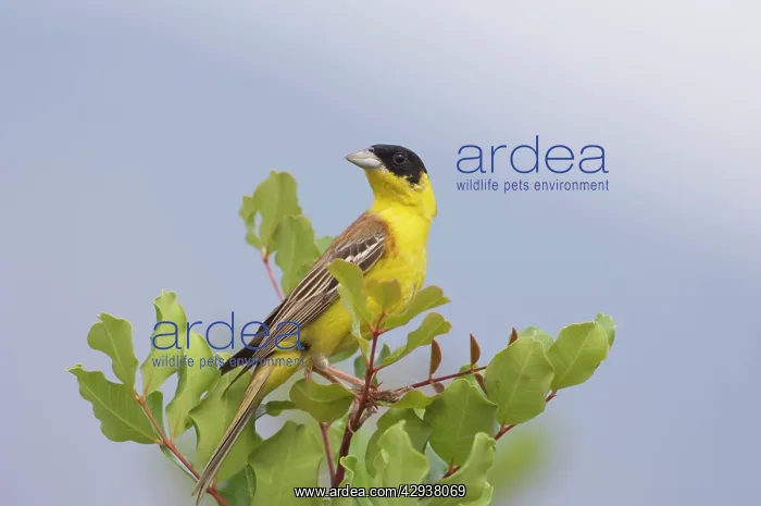  : Black-headed Bunting - adult male, May