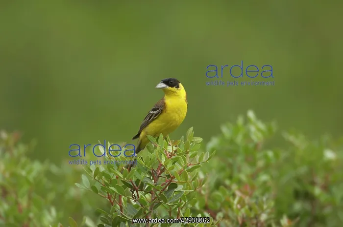 : Black-headed Bunting - adult male, summer : Black-headed Bunting - adult male, summer