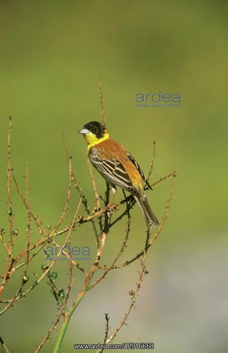 : BLACK-HEADED BUNTING ON BRANCH : BLACK-HEADED BUNTING ON BRANCH