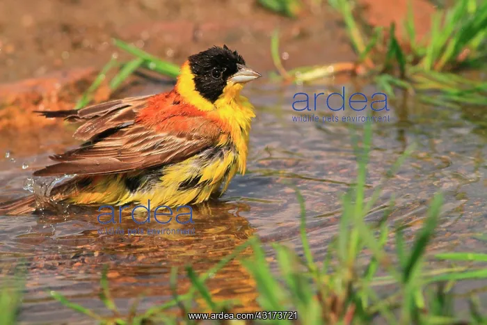 : Black-headed Bunting (Emberiza melanocephala), male : Black-headed Bunting (Emberiza melanocephala), male