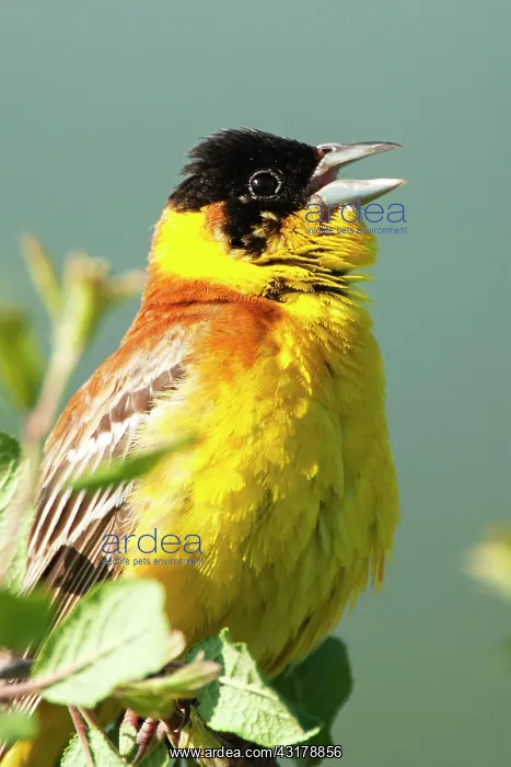 : Black-headed Bunting (Emberiza melanocephala) on : Black-headed Bunting (Emberiza melanocephala) on
