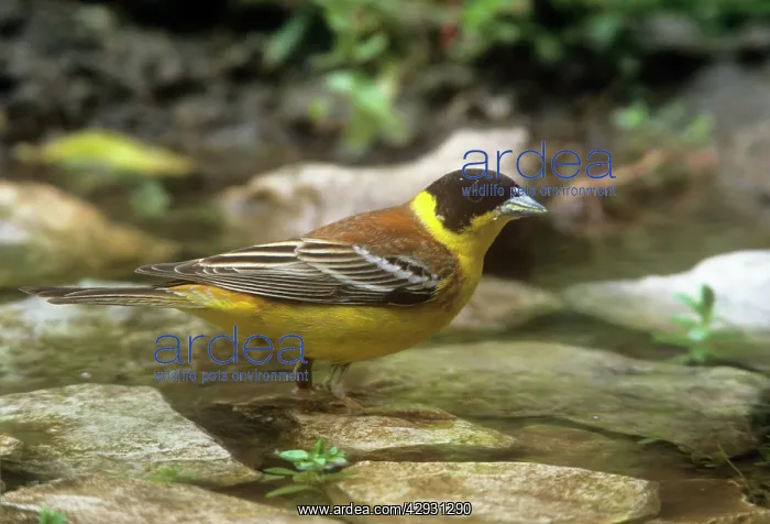 : Black-headed Bunting - male : Black-headed Bunting - male