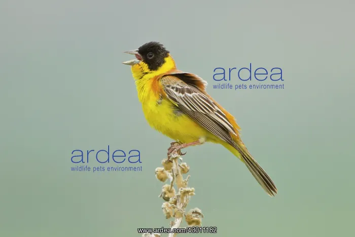 : Black-headed Bunting male singing on territory : Black-headed Bunting male singing on territory
