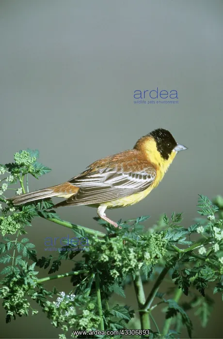 : BLACK-HEADED BUNTING - ON SHRUB : BLACK-HEADED BUNTING - ON SHRUB