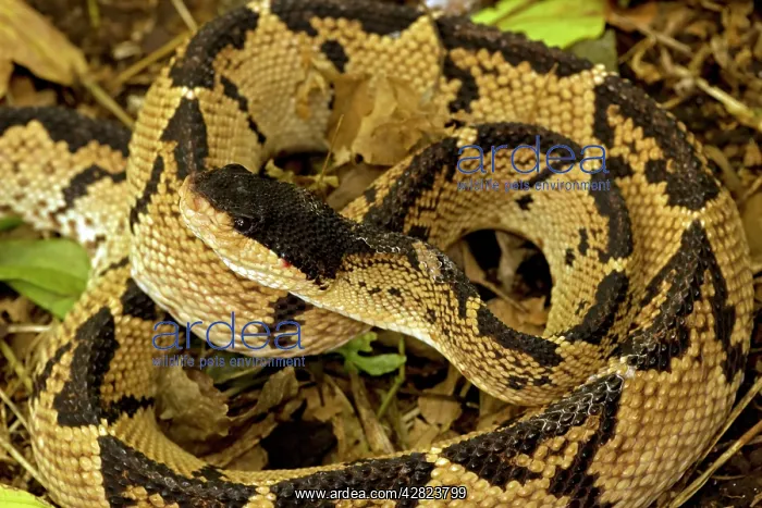 : Black-headed Bushmaster - captive - Venomous : Black-headed Bushmaster - captive - Venomous