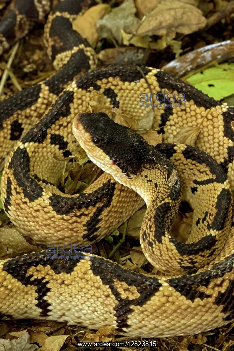 : Black-headed Bushmaster - captive - Venomous : Black-headed Bushmaster - captive - Venomous