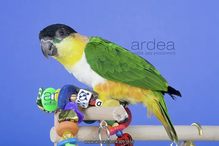 : Black-headed Caique : Black-headed Caique
