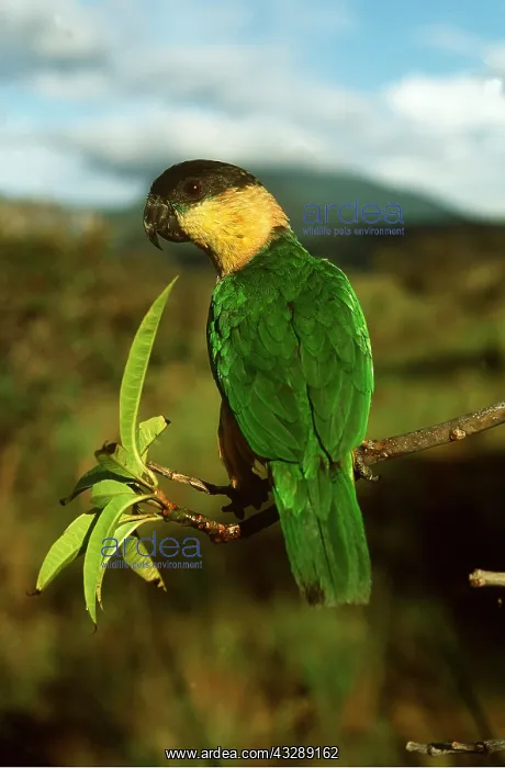 : BLACK-HEADED CAIQUE - on branch : BLACK-HEADED CAIQUE - on branch