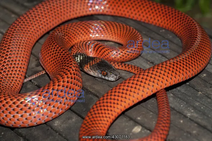 : Black-headed calico snake : Black-headed calico snake