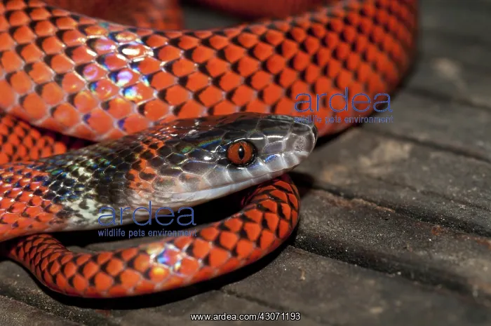 : Black-headed calico snake : Black-headed calico snake