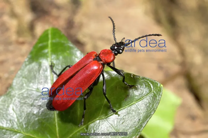 : Black-headed Cardinal Beetle - adult : Black-headed Cardinal Beetle - adult