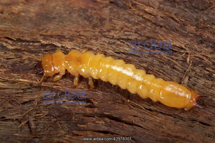 : Black-headed Cardinal Beetle - larva : Black-headed Cardinal Beetle - larva