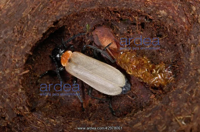 : Black-headed Cardinal Beetle - nymph that has : Black-headed Cardinal Beetle - nymph that has