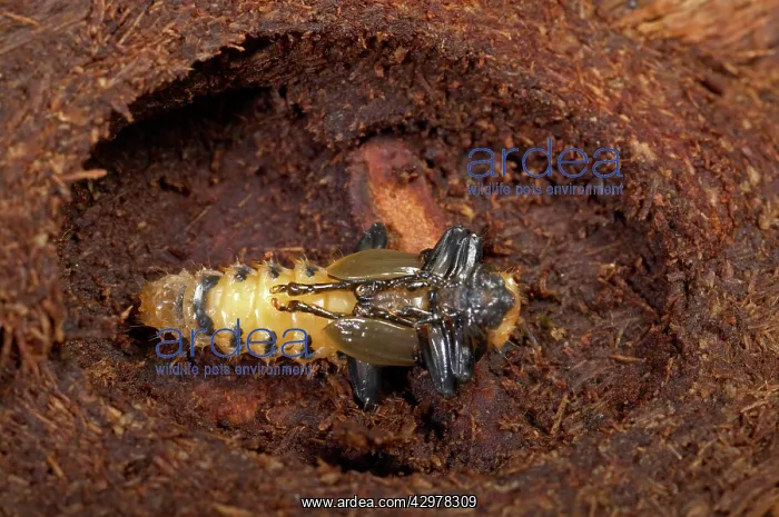  : Black-headed Cardinal Beetle - nymph in its cocoon