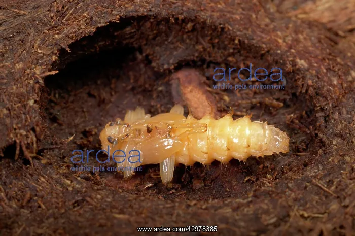 : Black-headed Cardinal Beetle - Nymph in its cocoon : Black-headed Cardinal Beetle - Nymph in its cocoon
