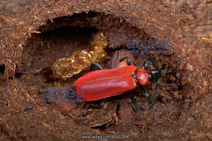  : Black-headed Cardinal Beetle - nymph that has just