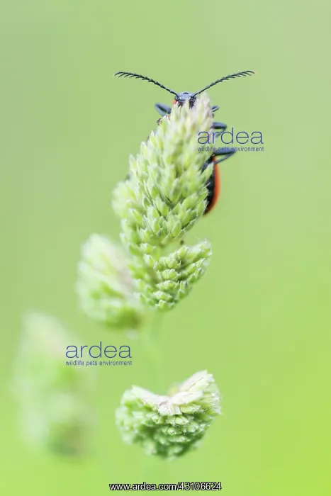 : Grass. Black-headed Cardinal beetle(Pyrochroa serraticornis) foraging on grass stem : Grass. Black-headed Cardinal beetle(Pyrochroa serraticornis) foraging on grass stem