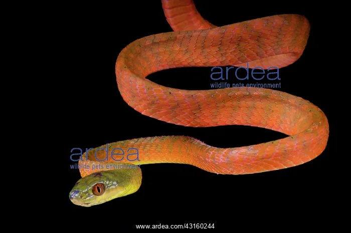 : Black-headed cat snake (Boiga nigriceps) on black : Black-headed cat snake (Boiga nigriceps) on black