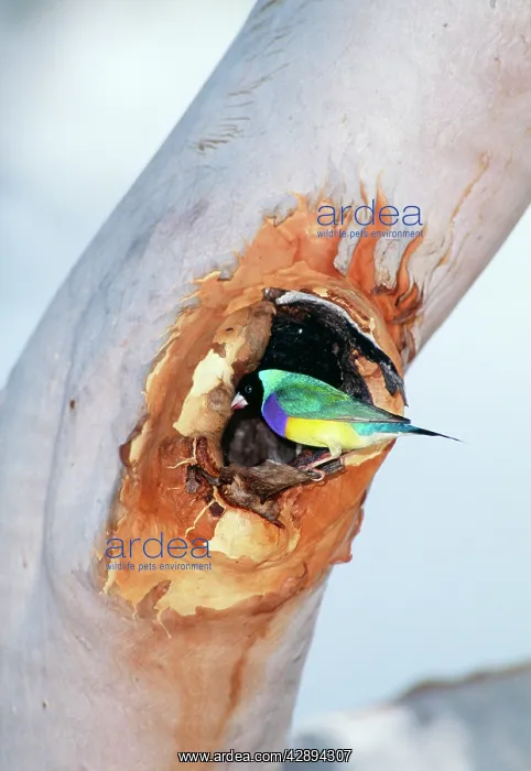 : Black-headed Gouldian Finch - at nest entrance : Black-headed Gouldian Finch - at nest entrance