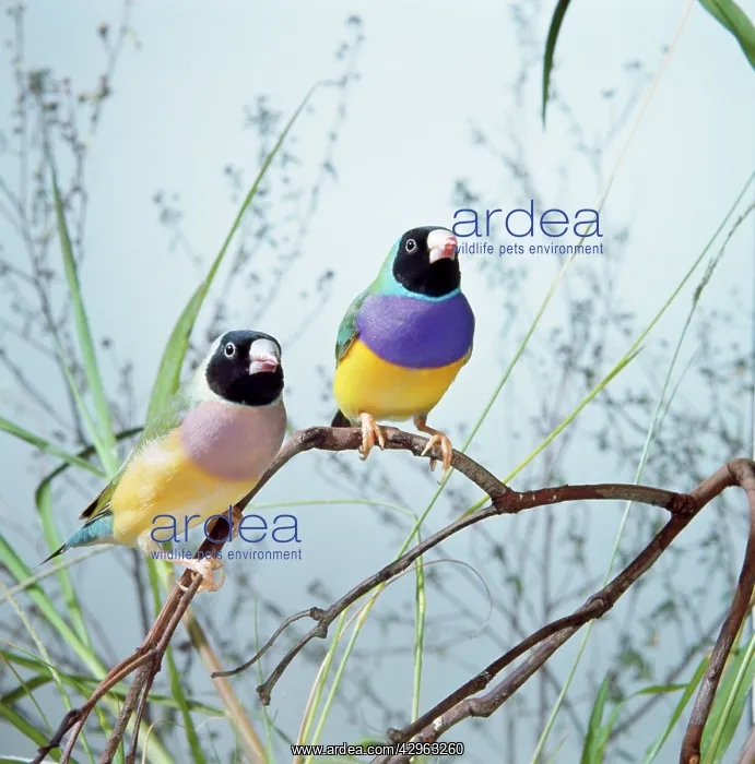 : Black-headed Gouldian Finch - pair : Black-headed Gouldian Finch - pair