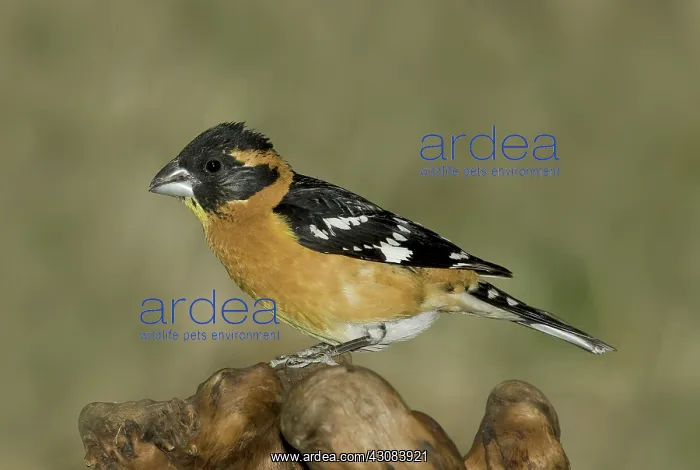 : Black-headed Grosbeak : Black-headed Grosbeak