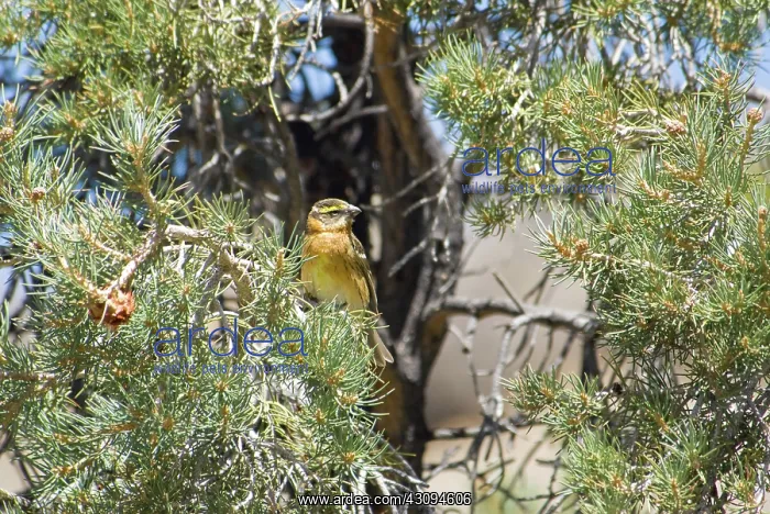 : Black-headed Grosbeak : Black-headed Grosbeak