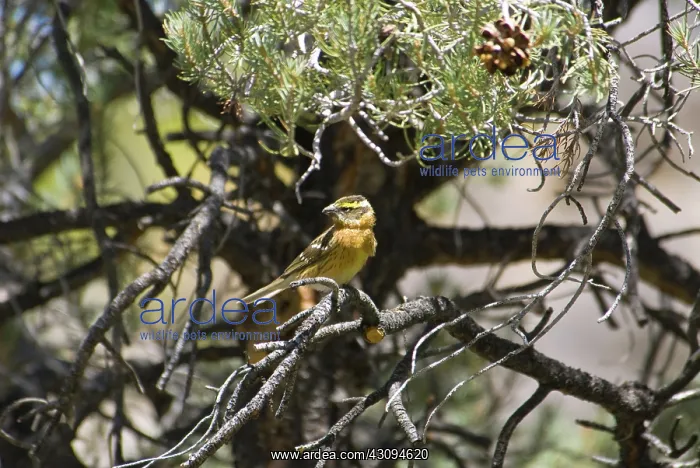 : Black-headed Grosbeak : Black-headed Grosbeak