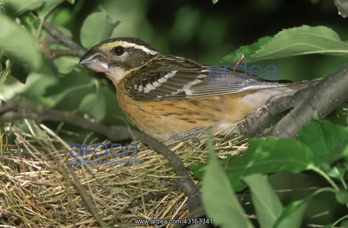 : Black-headed Grosbeak female : Black-headed Grosbeak female