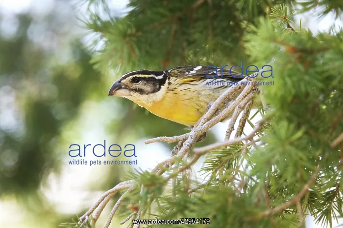 : Black-headed Grosbeak - first winter male : Black-headed Grosbeak - first winter male