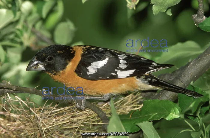 : Black-headed Grosbeak male : Black-headed Grosbeak male