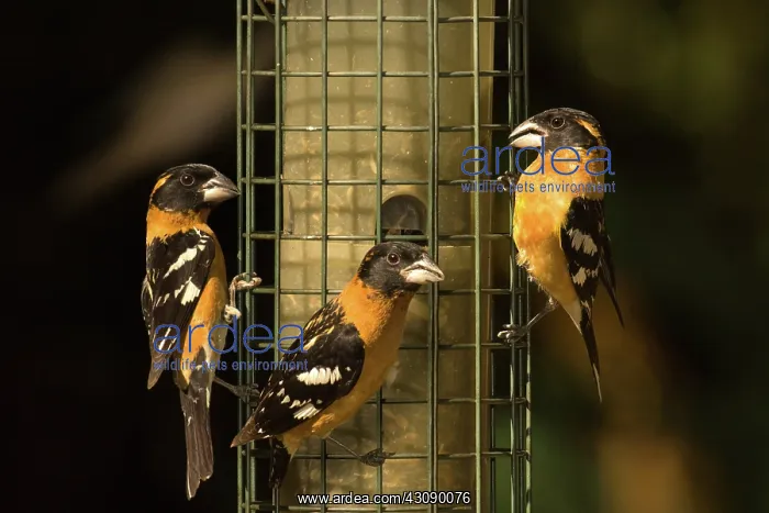 : Black-headed Grosbeaks : Black-headed Grosbeaks