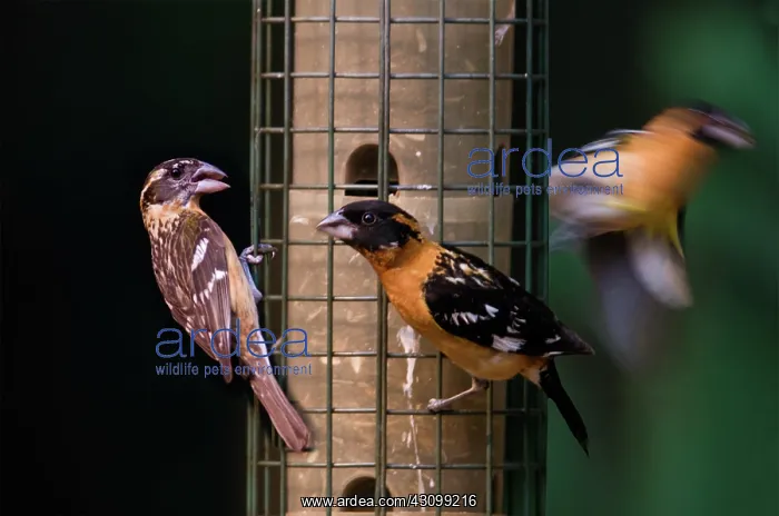 : Black-headed Grosbeaks : Black-headed Grosbeaks