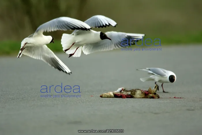 : Black-headed Gull - 3 birds fighting over road-kill carrion : Black-headed Gull - 3 birds fighting over road-kill carrion